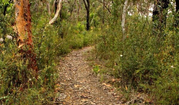 248 Trail Walk (2.5km) Mount olive trail trail hiking australia 600x352
