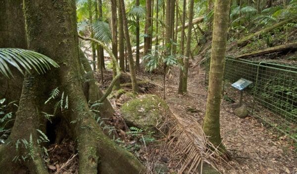 Helmholtzia Loop Walking Track (1km) Palm forest walking track trail hiking australia 600x352