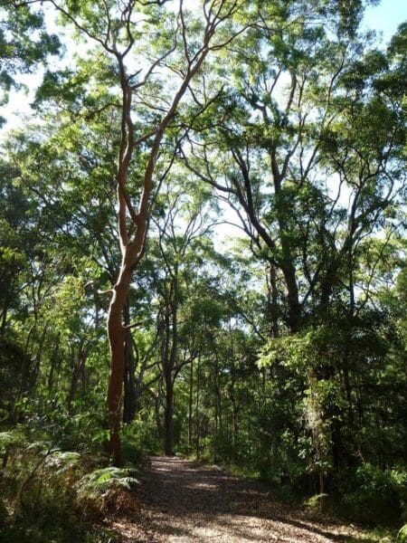 Rainforest Walk to Riverside Park Walk (2km) Tall trees circuit walk 450x600