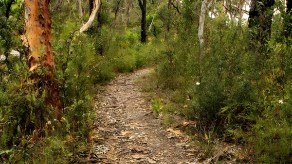 Mount Olive Trail Walk (4km) Mount olive trail walk (4km)