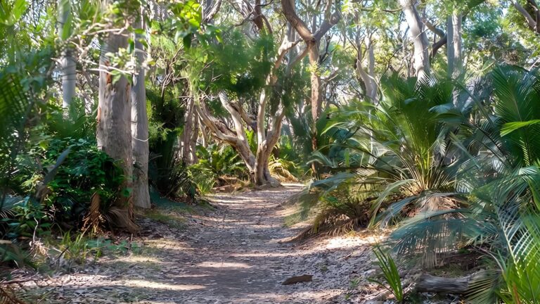 Myrtle Beach Walking Track (600m) Myrtle beach walking track (600m)