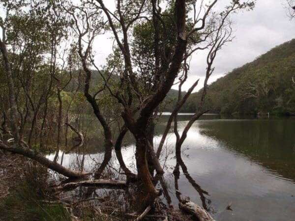Hikes East killara track 600x450