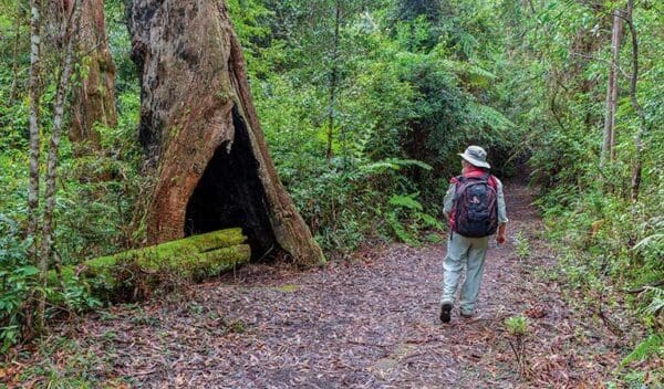Murrumbooee cascades walking track trail hiking australia 600x352