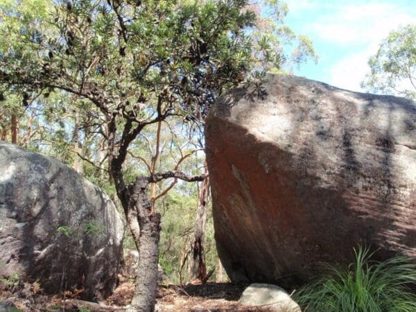 Hikes Sandringham track 600x450