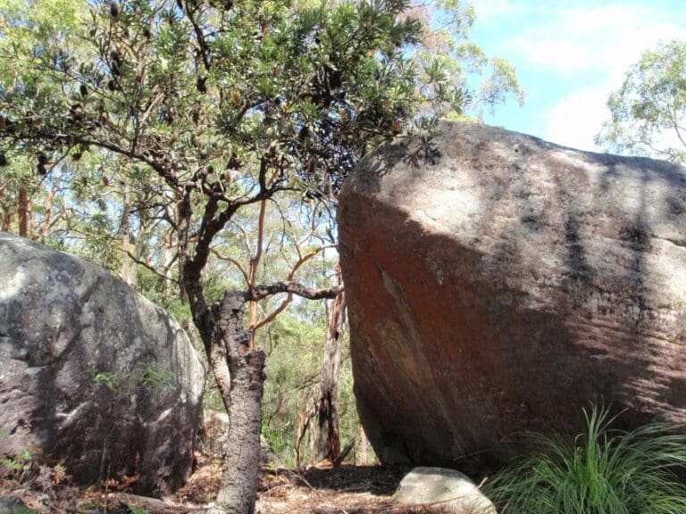 Sandringham track 768x576