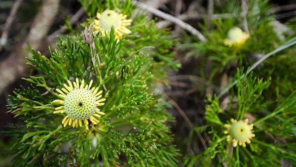 Illawarra Lookout Walking Track (2km) Illawarra lookout walking track (2km)