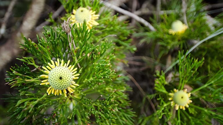 Illawarra Lookout Walking Track (2km) Illawarra lookout walking track (2km)