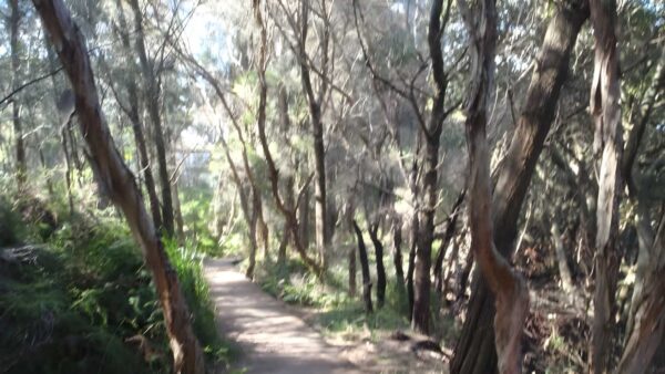 Padstow to the salt pan creek picnic area walk (2. 6km)