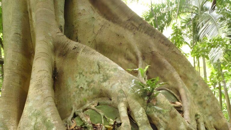 Strangler fig walk (2km)