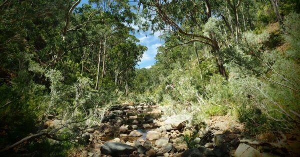 Trail hiking razorback north lerderderg river and lower chadwick circuit 600x315