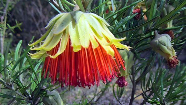 Yanchep Rose Trail Walk (14km) Yanchep rose trail walk (14km)