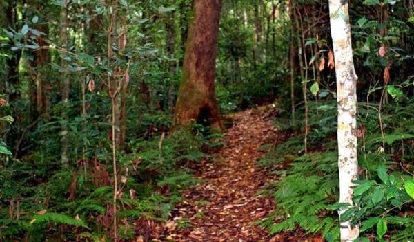 Culmaran loop trail trail hiking australia 600x352
