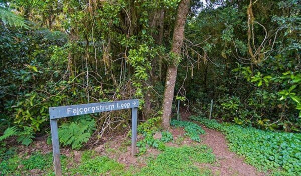 Falcorostrum loop walking track trail hiking australia 600x352