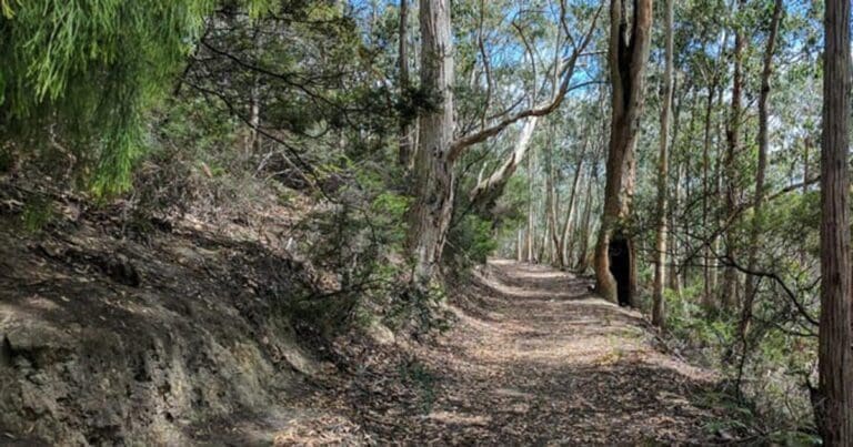 Kaoota Tramway Track (20km) Kaoota tramway track 768x403