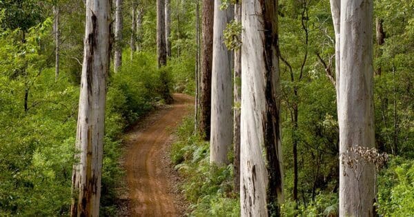Warren River Loop Walk (10.5km) Karri views 600x315