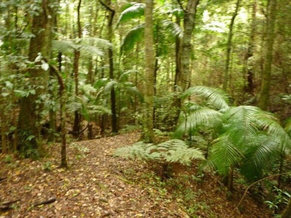 Hikes Muirs rainforest circuit walk 600x450