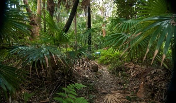 Palms circuit track trail hiking australia 600x352