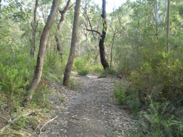 Stringybark ridge loop via bellamy st 600x450