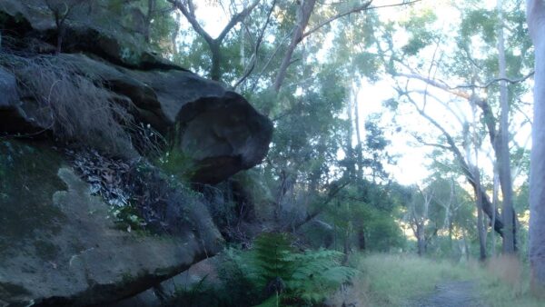 Daphne place dog walking trail (500m)