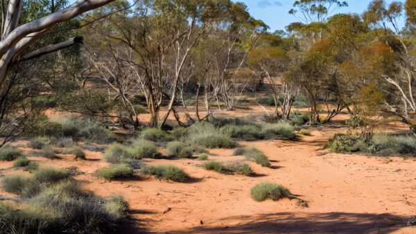 Mallee stop walking track (1km)