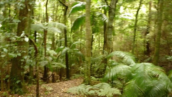 Muirs rainforest circuit walk (1. 9km)