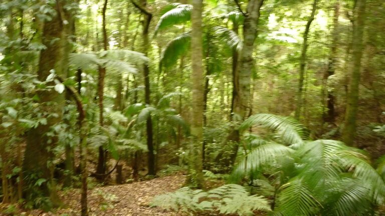 Muirs Rainforest Circuit Walk (1.9km) Muirs rainforest circuit walk (1. 9km)