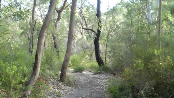 Stringybark Ridge Loop - Bellamy St Walk (4.2km) Stringybark ridge loop - bellamy st walk (4. 2km)