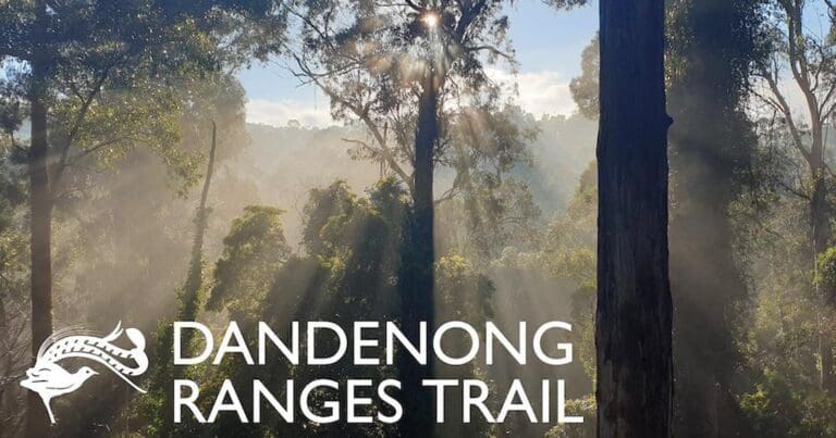 Trail hiking dandenong ranges trail 768x403