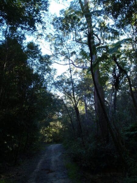 Hikes Blackbutt creek return 450x600