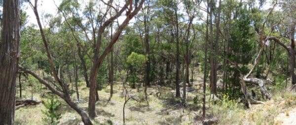 Hikes Great dividing trail wallaby track 600x254