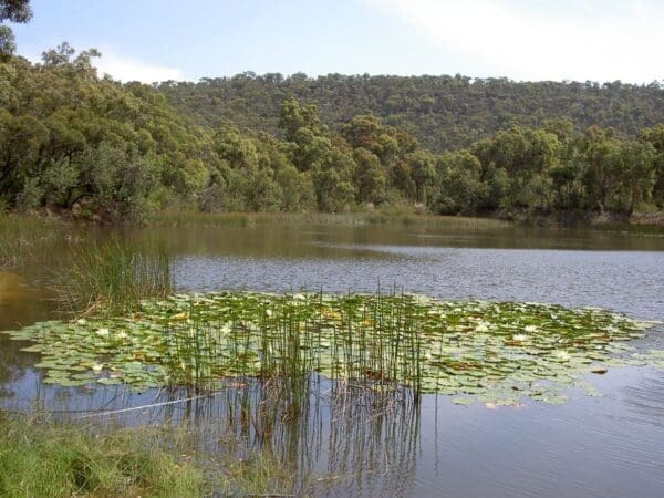 Hikes Jerusalem bay track cowan to brooklyn 600x450