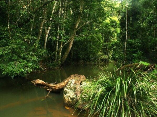 Jumrum creek walk 600x450