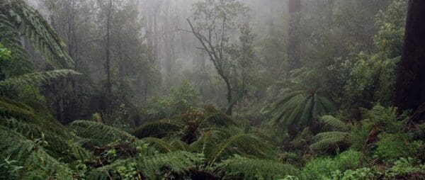 Hikes Mt donna buang 600x254
