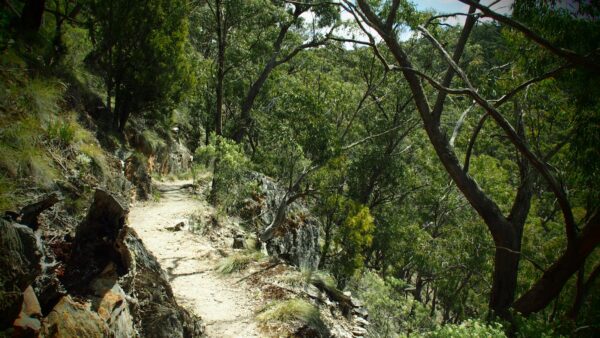 Blackwood circuit hike (22. 6km)