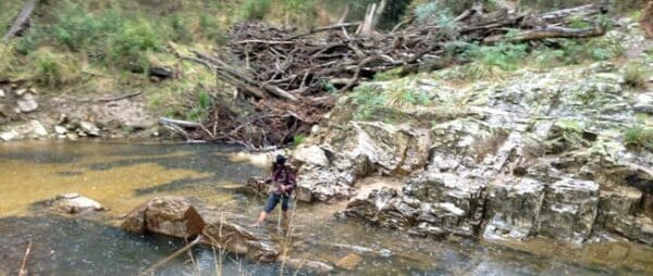 Blackwood circuit 600x254