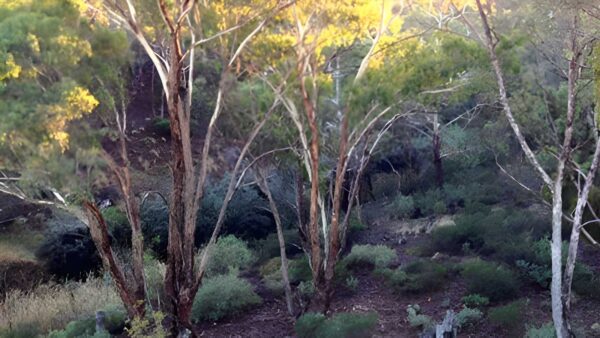 Coimadai Creek Happy Valley Circuit Hike (9.7km) Coimadai creek happy valley circuit hike (9. 7km)