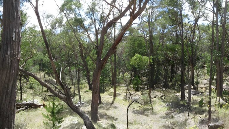 Great Dividing Trail: Wallaby Track (52km) Great dividing trail: wallaby track (52km)