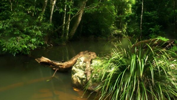 Jumrum creek walk (750m)
