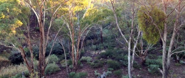Hikes Long forest 600x254
