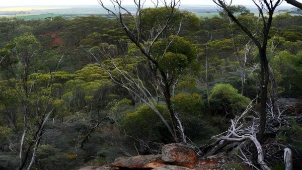 Mount matilda trail walk (7km)