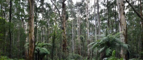 Valley & Eagle Nest Loop Hike (7.9km) Olinda 600x254