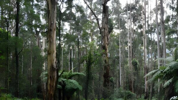Olinda Falls & Valley Hike (14km) Olinda falls & valley hike (14km)