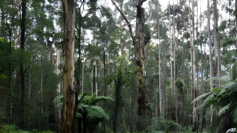 Olinda Falls & Valley Hike (14km) Olinda falls & valley hike (14km)