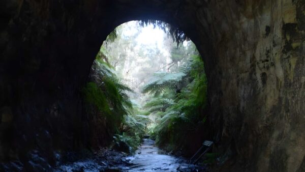 The glow worm tunnel walk (11. 5km)