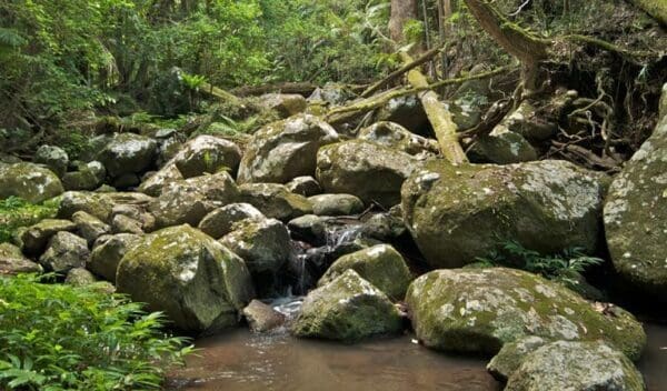 Helmholtzia Loop Walking Track (1km) Booyong walking track trail hiking australia 600x352