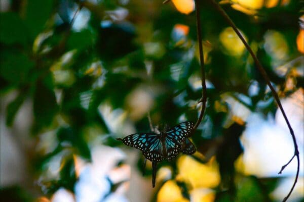 Din Din Barron Falls Lookout Track (1.2km) Natural wonderland 600x400