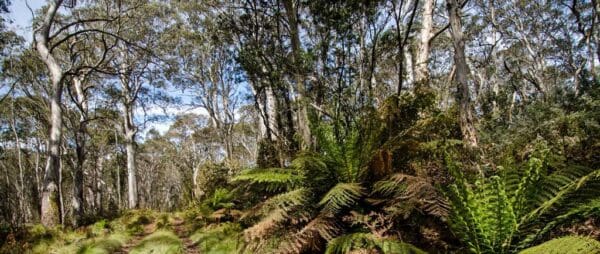 Epic and iconic hikes Australia Tops to myall heritage trail 600x254