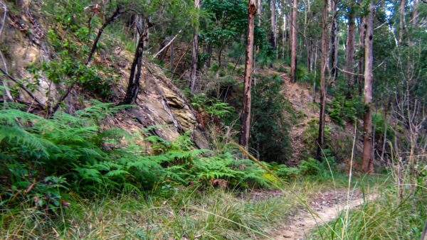 Caboolture - Wamuran & Loop Rail Trail Walk (6km) Caboolture - wamuran & loop rail trail walk (6km)