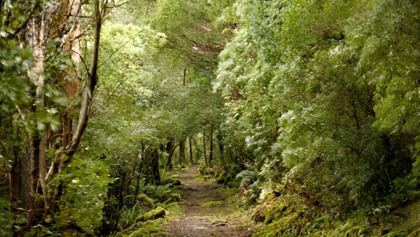 Fern tree to wellington falls hike (21km)
