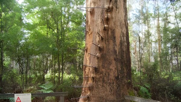 Gloucester tree to cascades walk (12km)